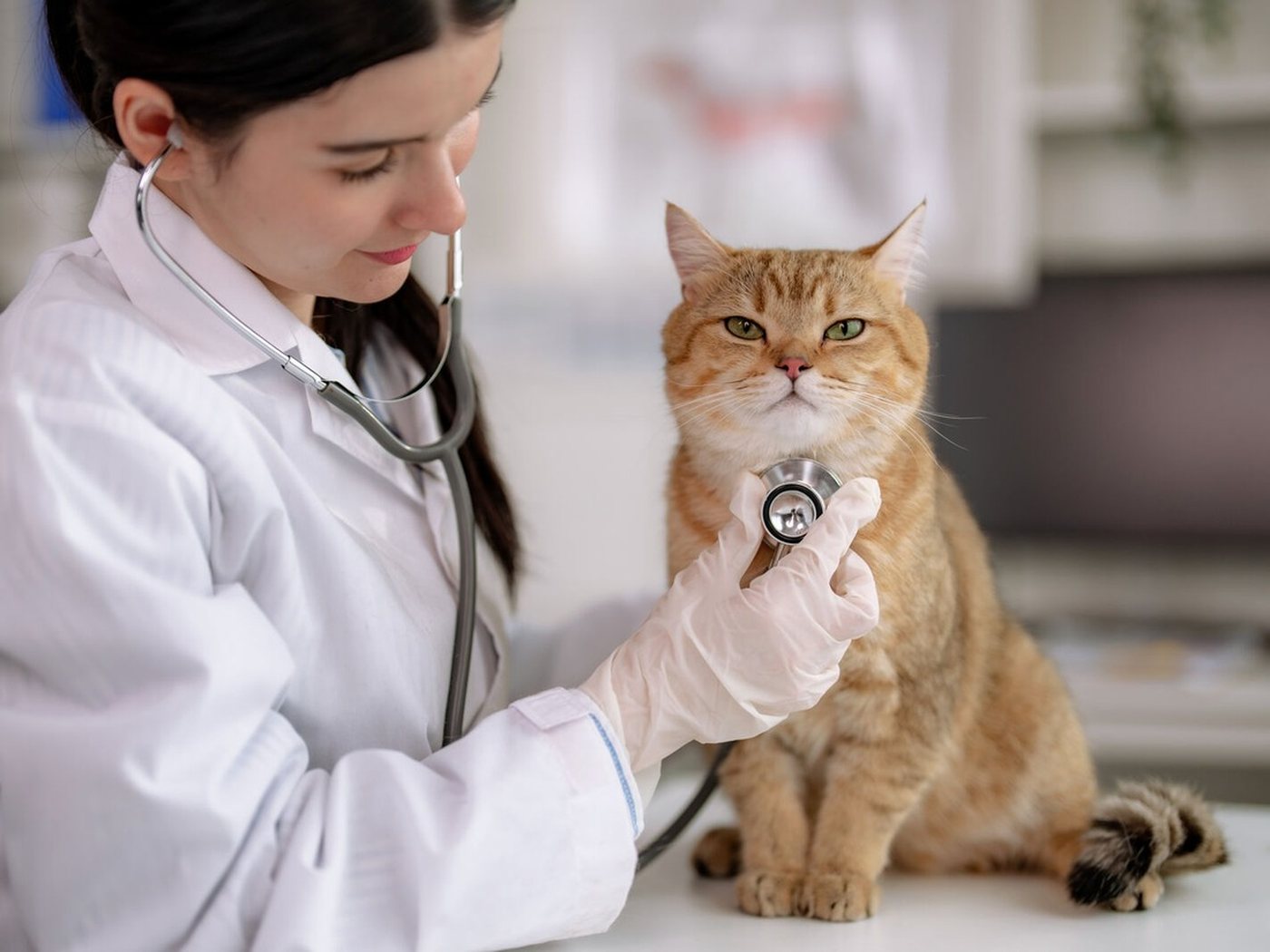 Tierärztin untersucht eine Katze mit dem Stethoskop